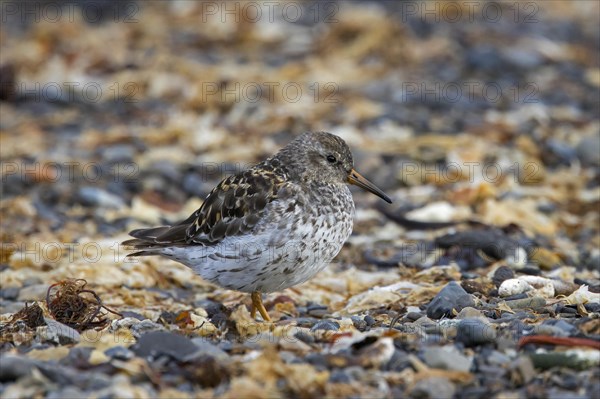 Purple sandpiper