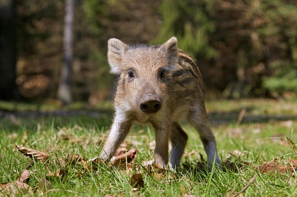 Wild boar