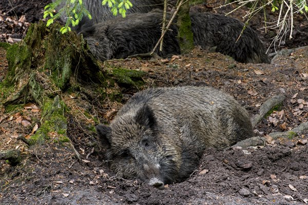 Male wild boar