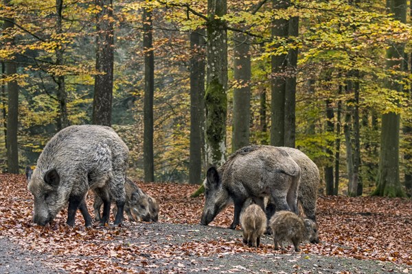 Wild boar