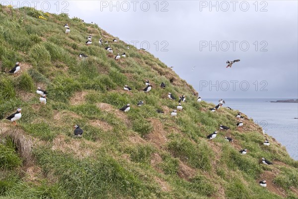 Atlantic puffins