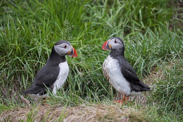 Atlantic puffins