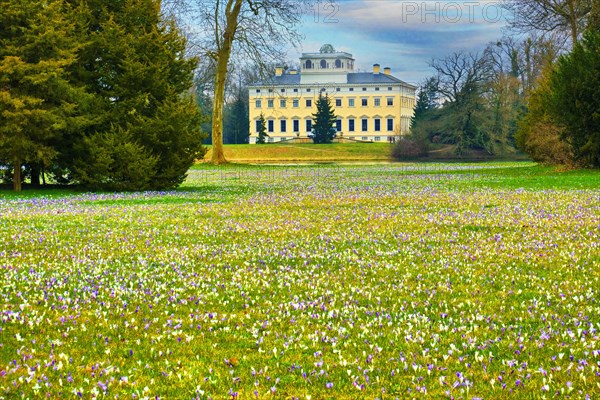 Crocus meadow