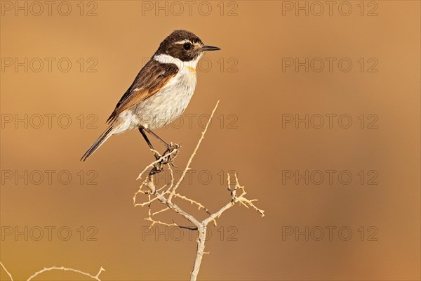 Canary islands stonechat