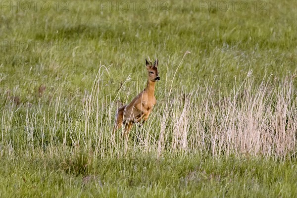 Roebuck jumping in a meadow