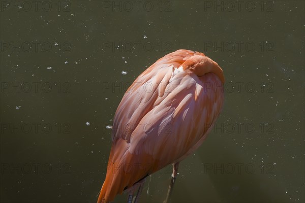 Pink flamingo