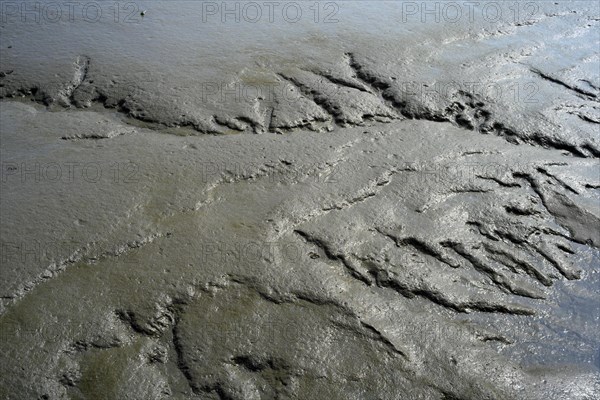 Mudflats in the harbour basin of Fedderwardersiel Wesermarsch district Germany Europe