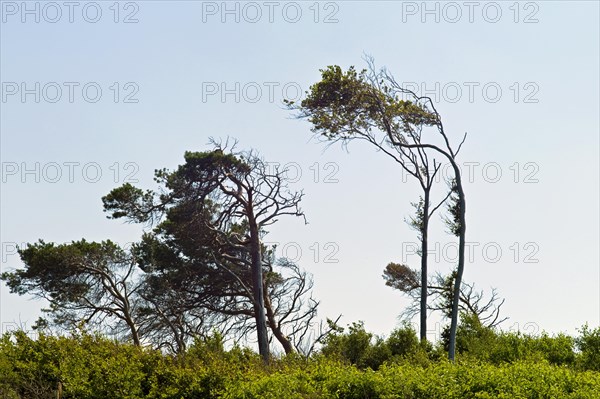 Windfowl on the cliff near Ahrenshoop