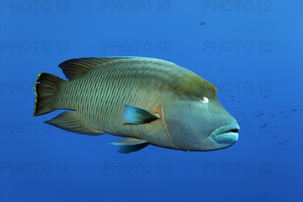 Humphead wrasse