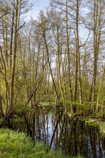 Landscape conservation area at Lake Schwerin