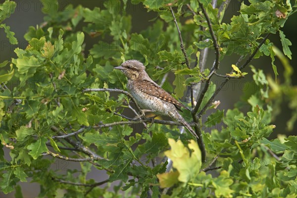 Eurasian wryneck