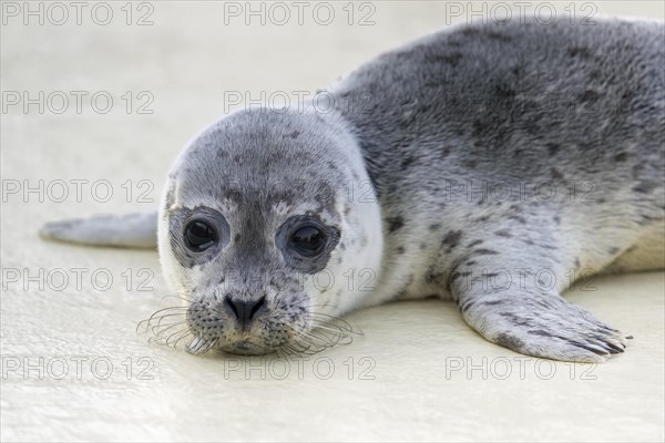 Orphaned common seal