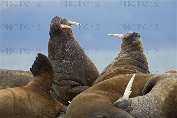 Group of male walruses