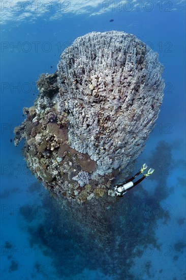 Diver looking at fifteen-metre high coral tower made of various species of stony coral