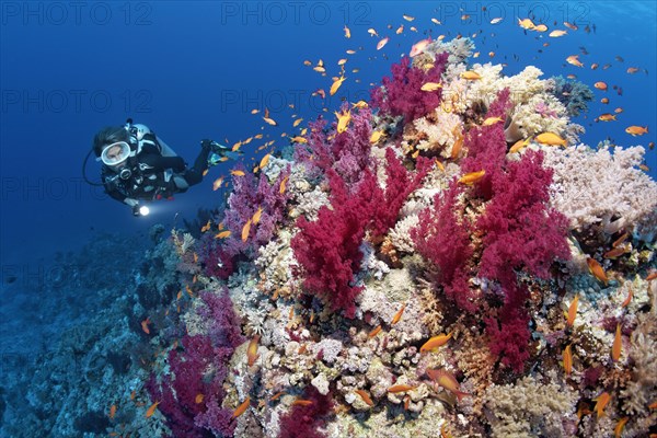 Diver looking at coral block on coral reef