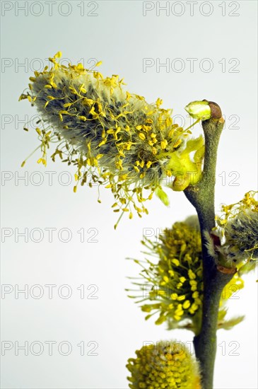 Flowering willow