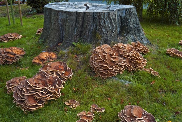 Colony of tree fungi Herber Knaeuling