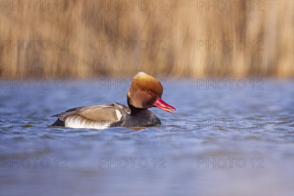 Red-crested Pochard