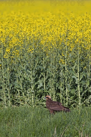 Western marsh harrier