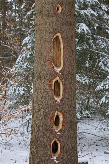 Black woodpecker