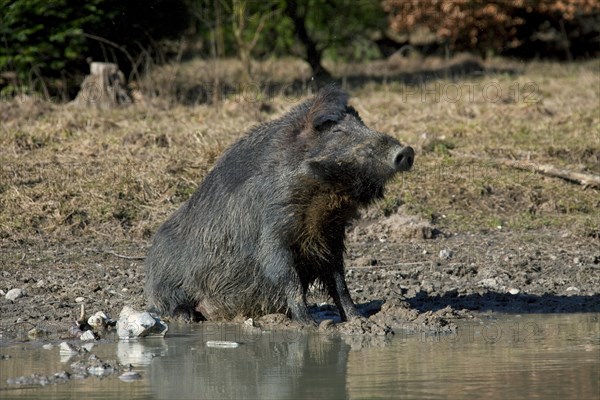 Wild boar