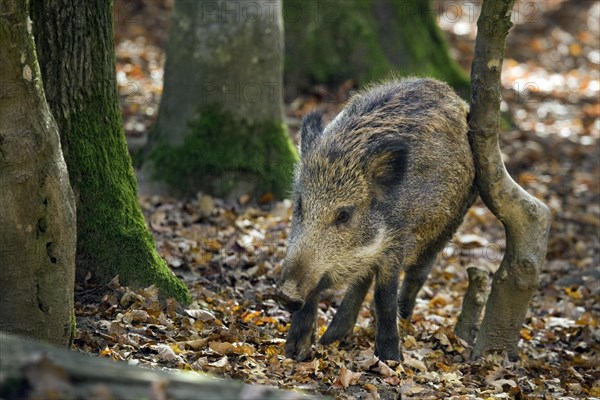 Wild boar