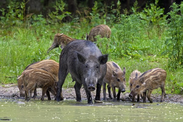 Wild boar