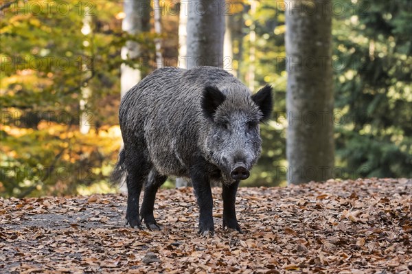 Wild boar