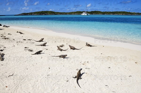 Rock Iguanas