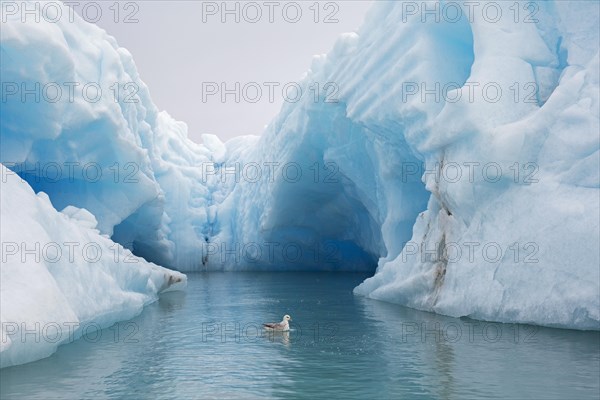 Northern fulmar