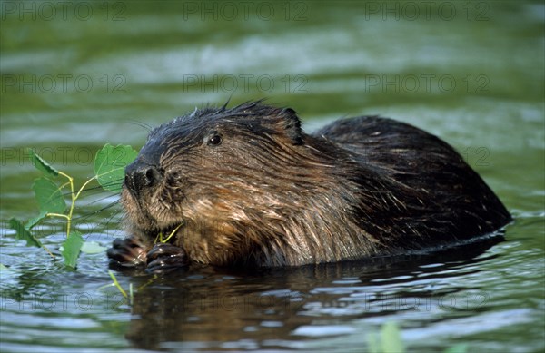 Eurasian beaver