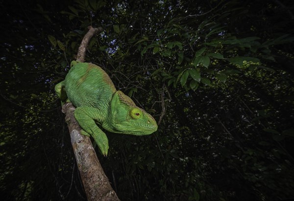 An adult female Parsons chameleon