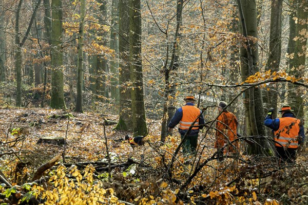 Driven hunt by hunters and beaters in Schoenbuch nature park Park