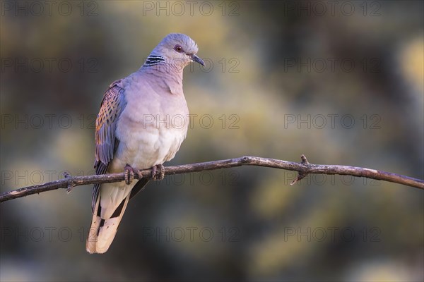 Turtle dove