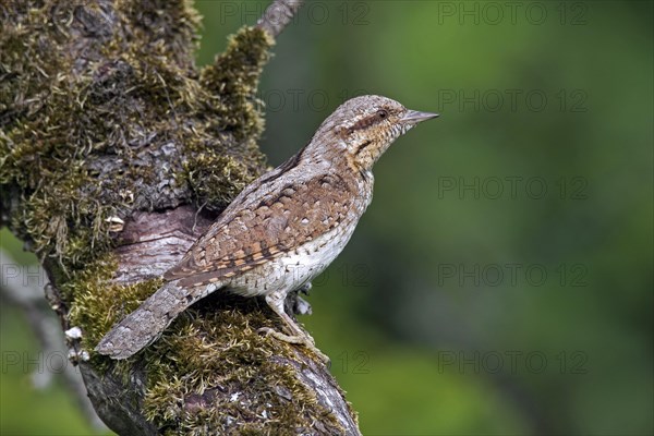 Eurasian wryneck