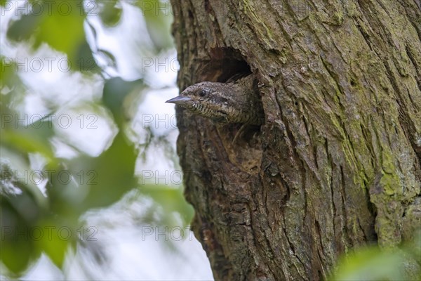 Eurasian wryneck