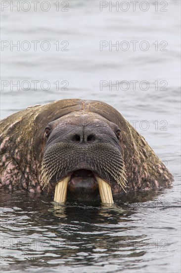 Walrus