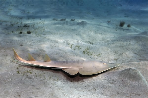 Common violin ray