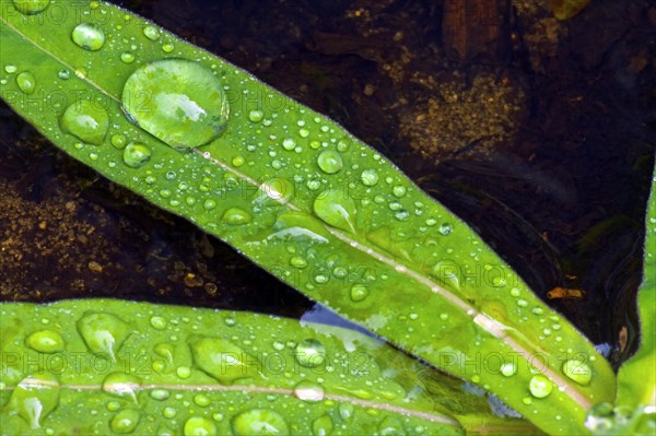 Green leaves with water drops