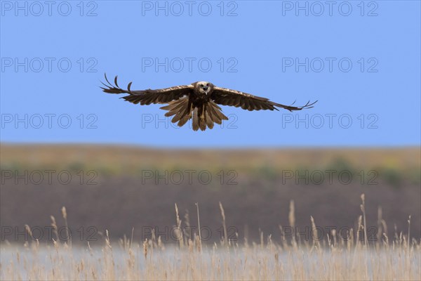 Western marsh harrier