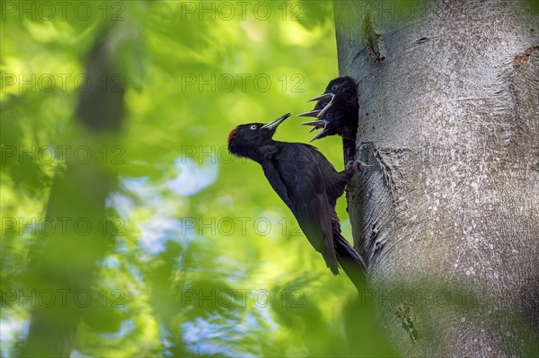 Black woodpecker