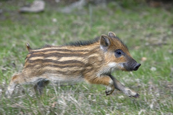 Wild boar