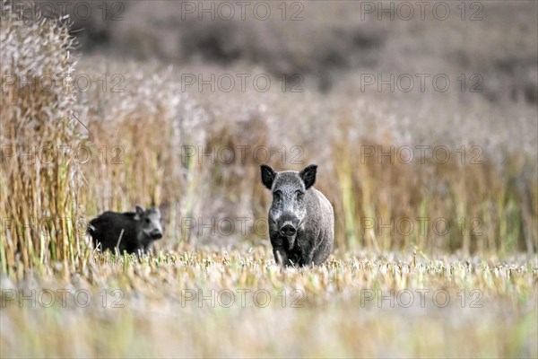 Wild boars