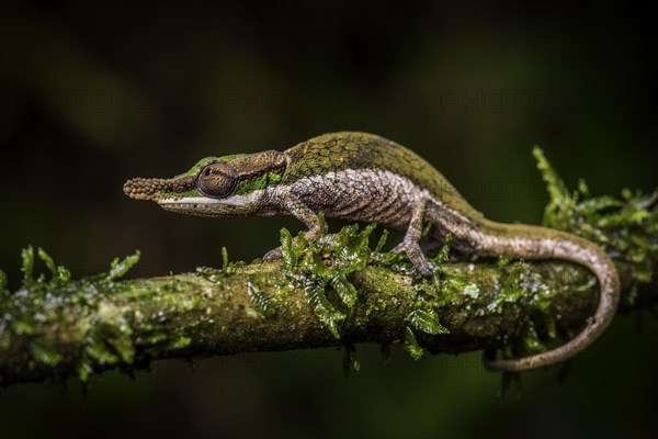 A male chameleon