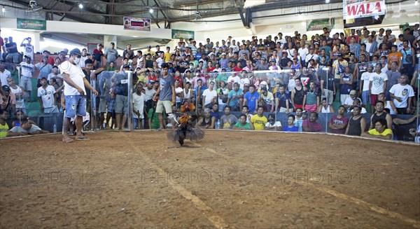 Cockfighting arena