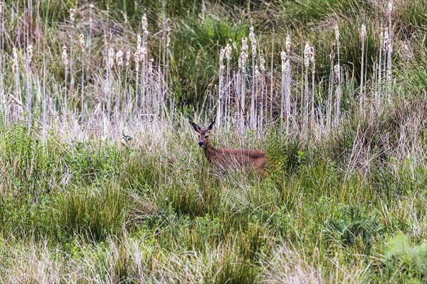 European roe deer