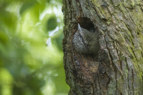 Eurasian wryneck