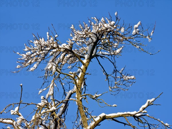 Snowy tree top