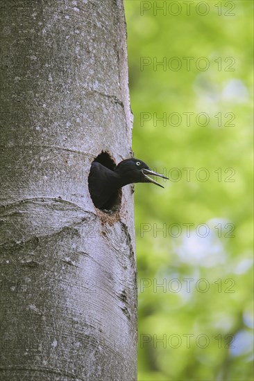 Black woodpecker