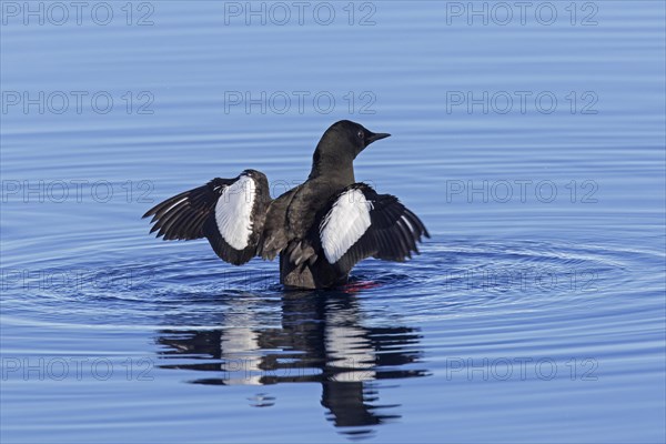 Black guillemot